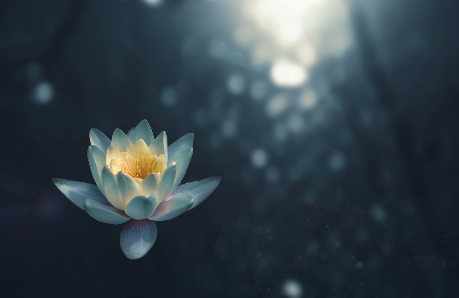 文章封面：幽静水面上的一朵白莲，呼应静坐内观入静的意象
