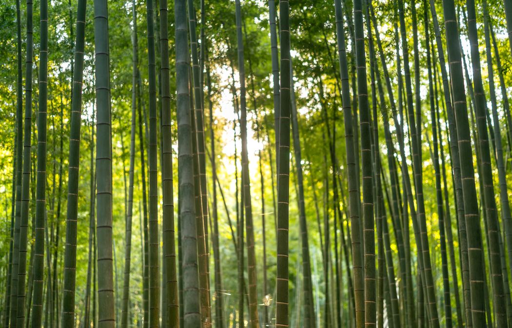 文章封面：晨光透过成片竹林，竹竿笔直向上，满目清透的绿